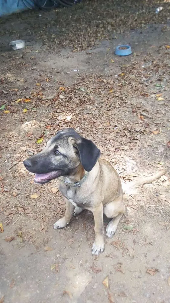 Cachorro ra a Pastor Alemão com Fila idade 2 a 6 meses nome Duck