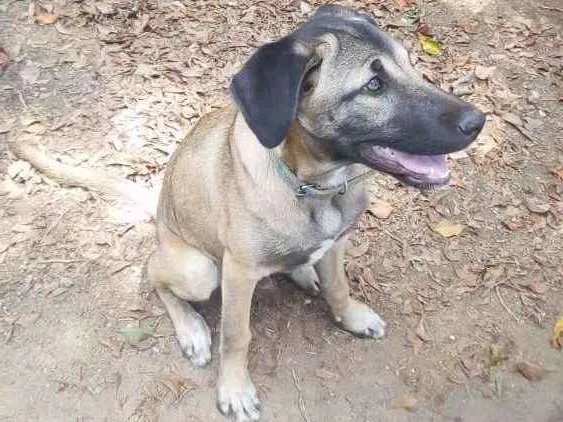 Cachorro ra a Pastor Alemão com Fila idade 2 a 6 meses nome Duck