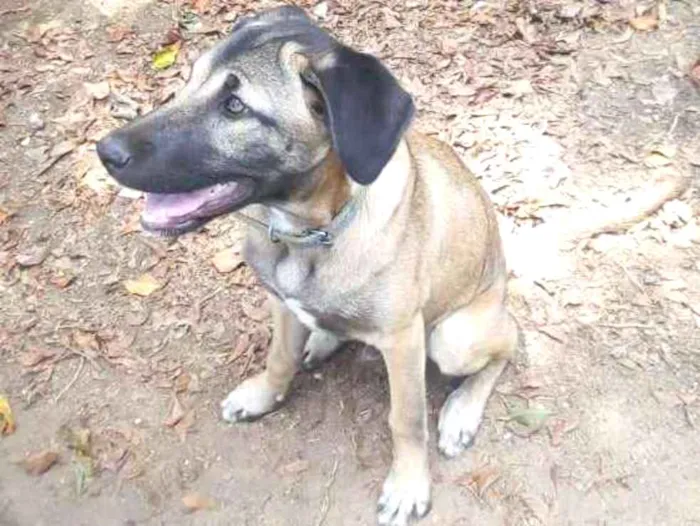 Cachorro ra a Pastor Alemão com Fila idade 2 a 6 meses nome Duck