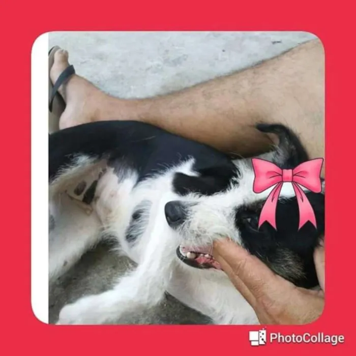 Cachorro ra a Mestiça idade 2 anos nome Kiara