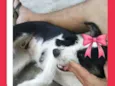 Kiara