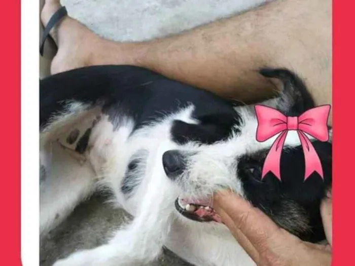 Cachorro ra a Mestiça idade 2 anos nome Kiara
