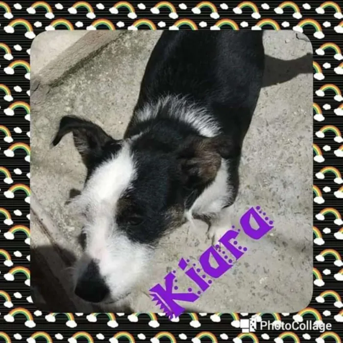 Cachorro ra a Mestiça idade 2 anos nome Kiara