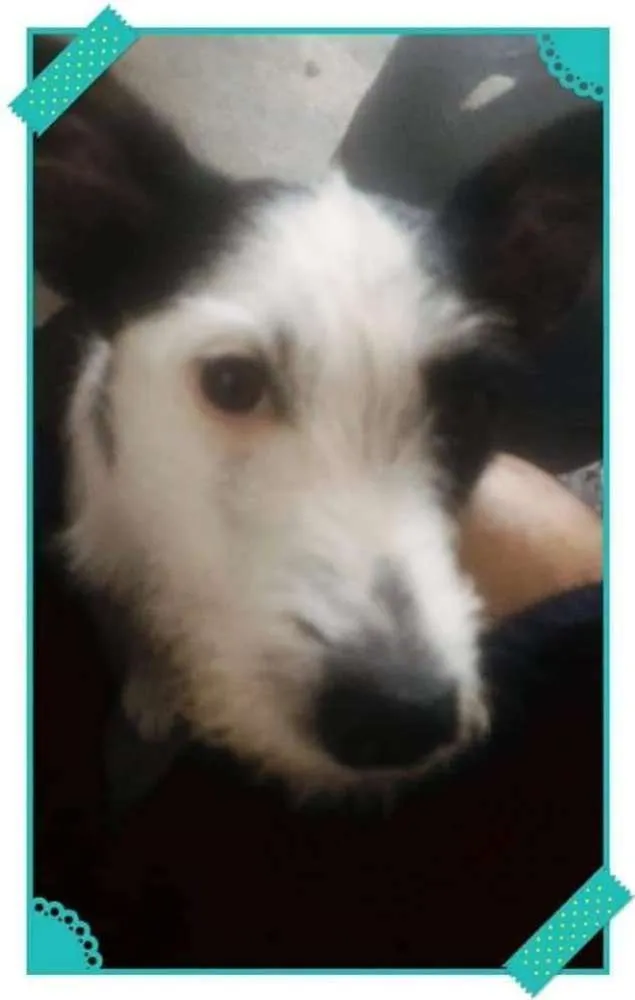 Cachorro ra a Mestiça idade 2 anos nome Kiara
