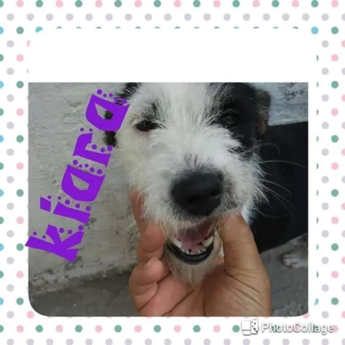 Cachorro ra a Mestiça idade 2 anos nome Kiara