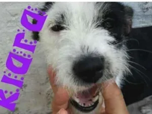 Cachorro raça Mestiça idade 2 anos nome Kiara