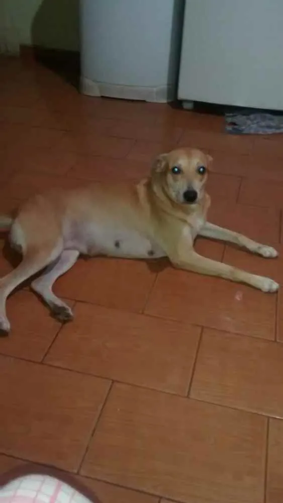 Cachorro ra a SRD idade 2 anos nome Laura