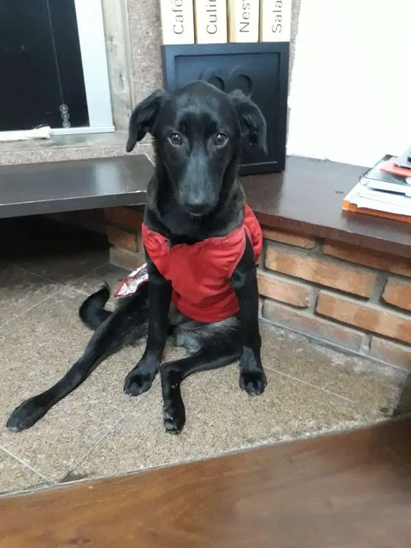 Cachorro ra a srd idade 2 a 6 meses nome NINA