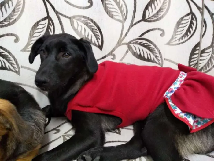 Cachorro ra a srd idade 2 a 6 meses nome NINA