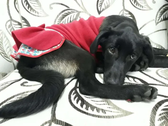 Cachorro ra a srd idade 2 a 6 meses nome NINA