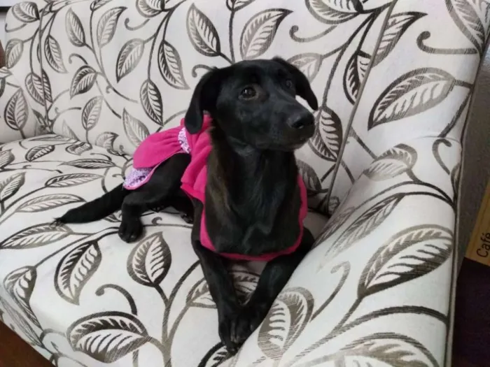 Cachorro ra a srd idade 2 a 6 meses nome NINA