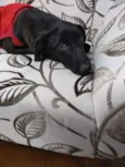NINA