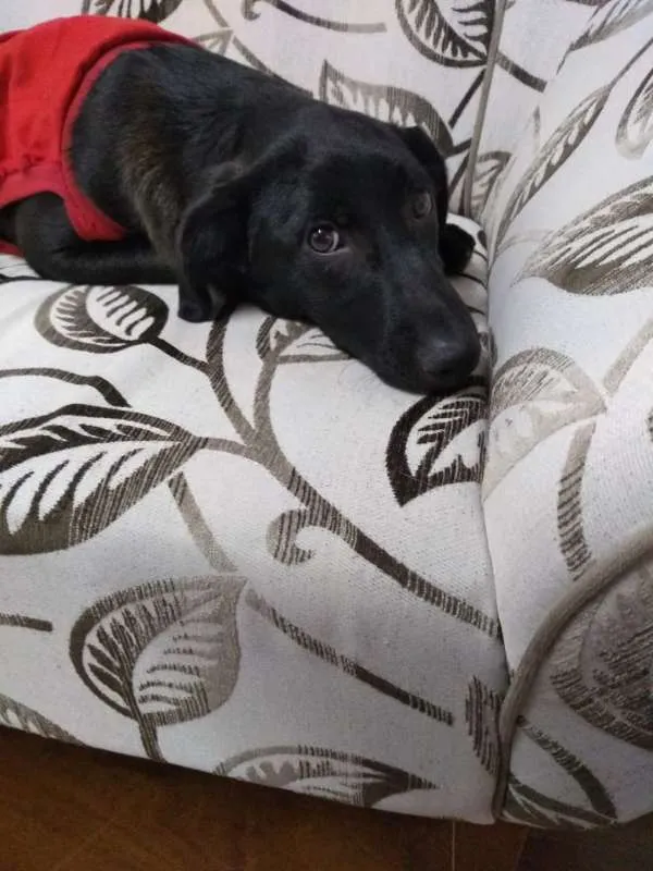 Cachorro ra a srd idade 2 a 6 meses nome NINA
