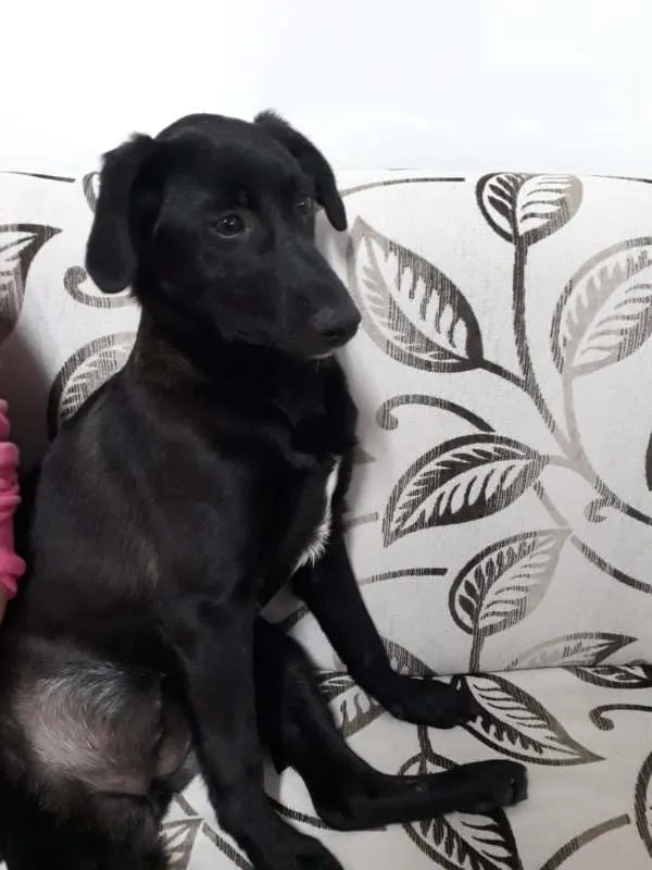 Cachorro ra a srd idade 2 a 6 meses nome NINA