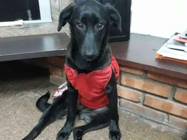 Cachorro ra a srd idade 2 a 6 meses nome NINA