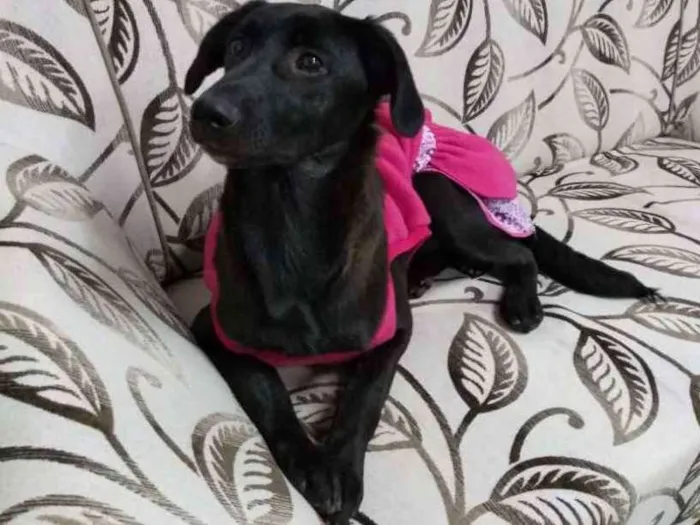 Cachorro ra a srd idade 2 a 6 meses nome NINA