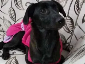 Cachorro raça srd idade 2 a 6 meses nome NINA