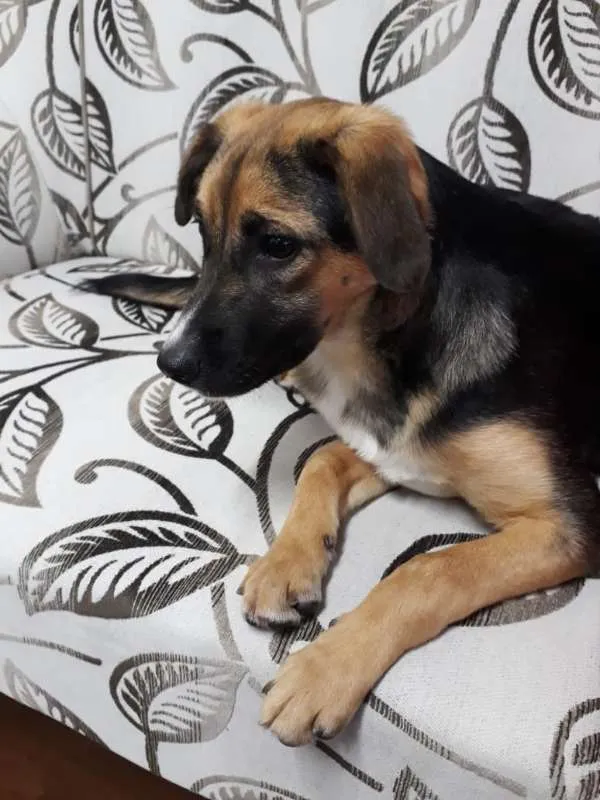 Cachorro ra a SRD idade 2 a 6 meses nome SOL