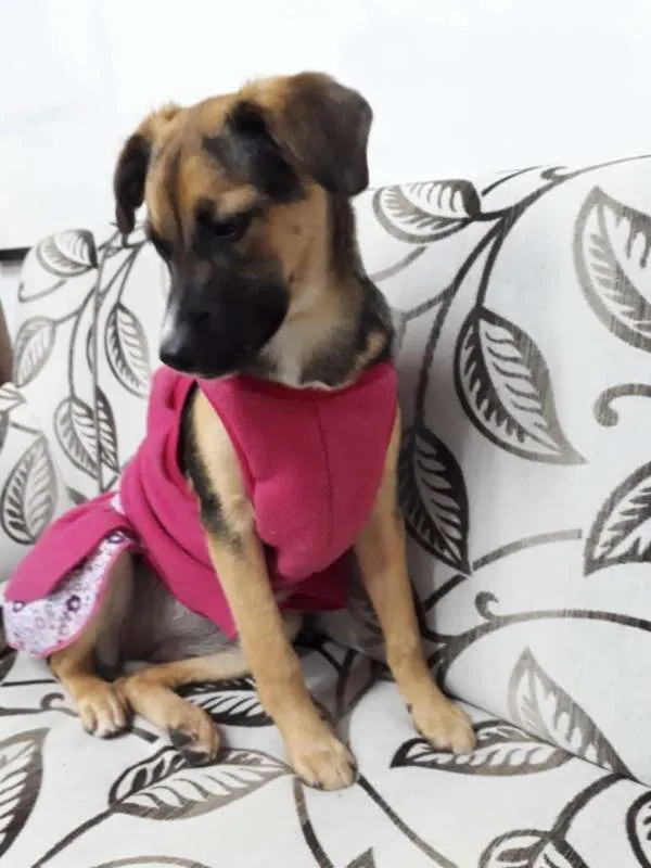Cachorro ra a SRD idade 2 a 6 meses nome SOL