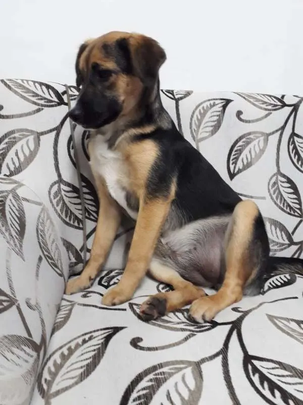 Cachorro ra a SRD idade 2 a 6 meses nome SOL