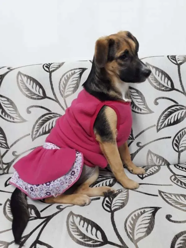 Cachorro ra a SRD idade 2 a 6 meses nome SOL
