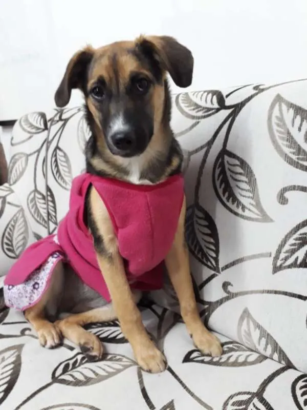 Cachorro ra a SRD idade 2 a 6 meses nome SOL