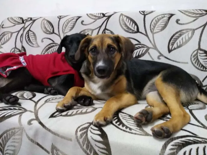 Cachorro ra a SRD idade 2 a 6 meses nome SOL