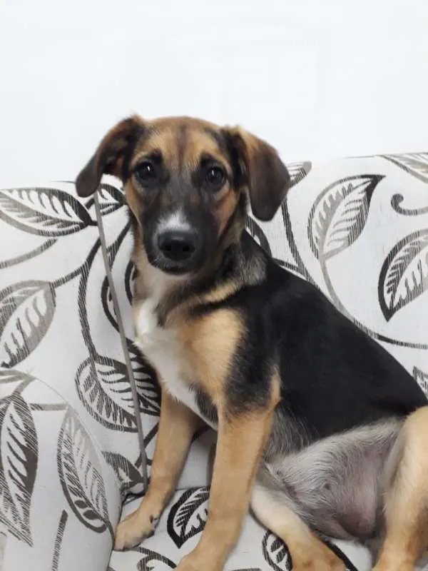 Cachorro ra a SRD idade 2 a 6 meses nome SOL
