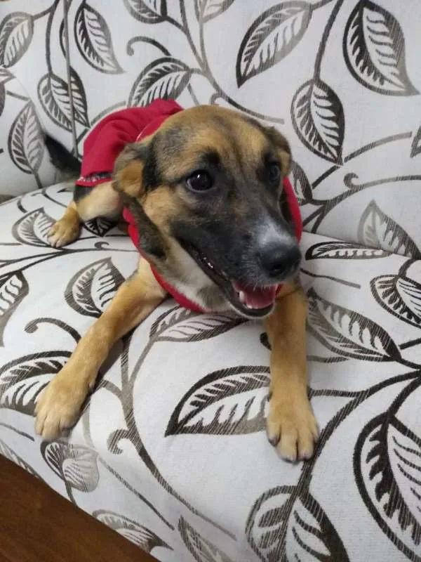 Cachorro ra a SRD idade 2 a 6 meses nome SOL