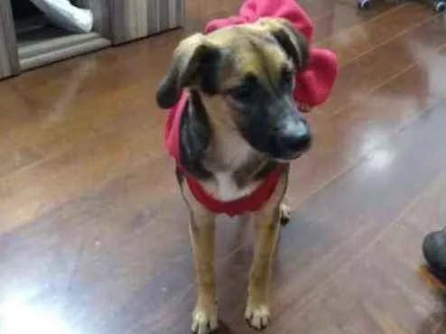 Cachorro ra a SRD idade 2 a 6 meses nome SOL