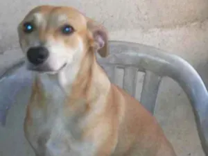 Cachorro raça SRD idade 2 anos nome Laura