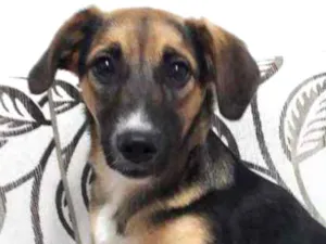 Cachorro raça SRD idade 2 a 6 meses nome SOL