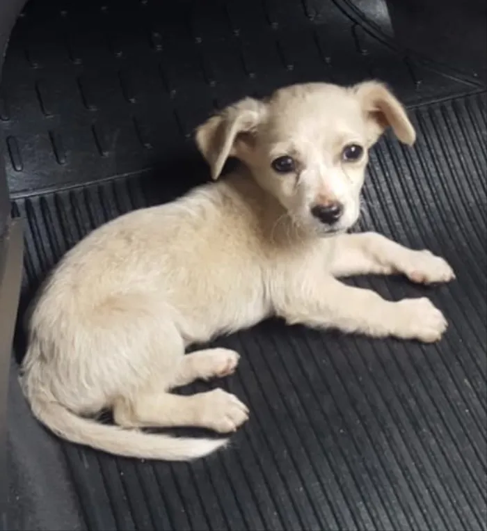 Cachorro ra a Sem raça definida idade Abaixo de 2 meses nome Farofa