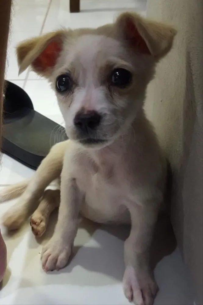 Cachorro ra a Sem raça definida idade Abaixo de 2 meses nome Farofa