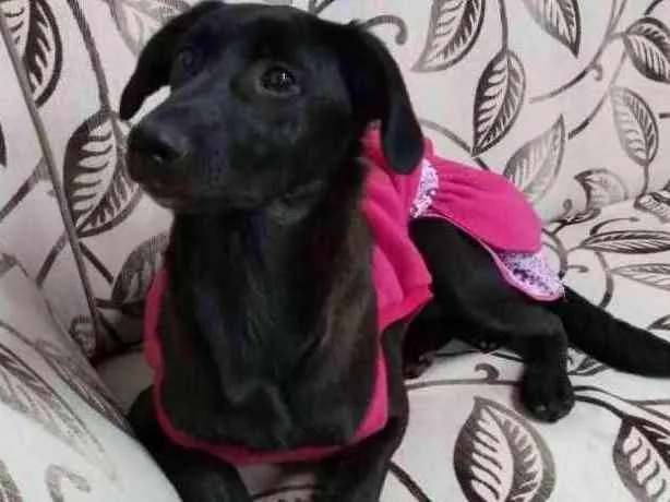 Cachorro ra a srd idade 2 a 6 meses nome NINA