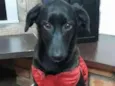 NINA
