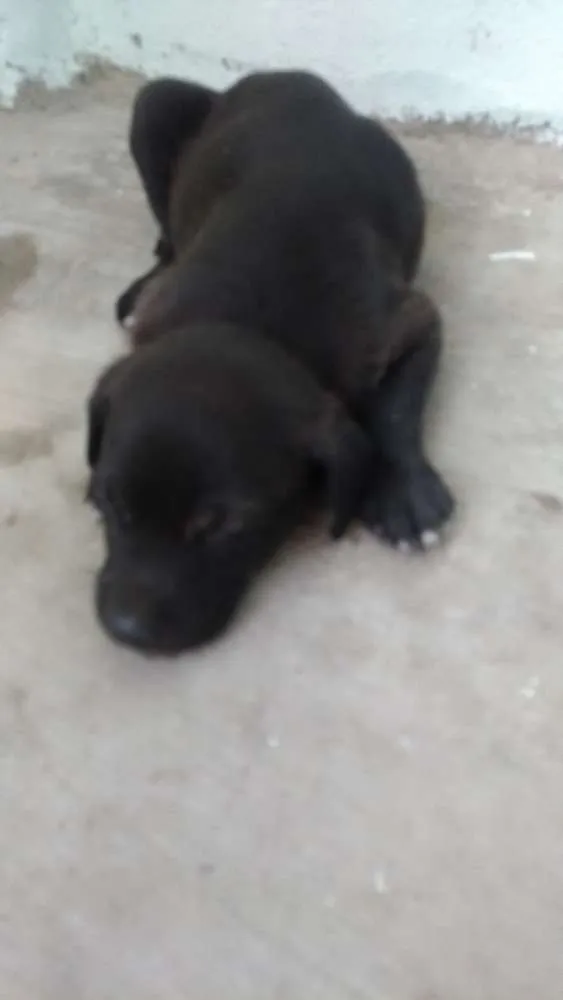Cachorro ra a Sem raça  idade 2 a 6 meses nome Larissa