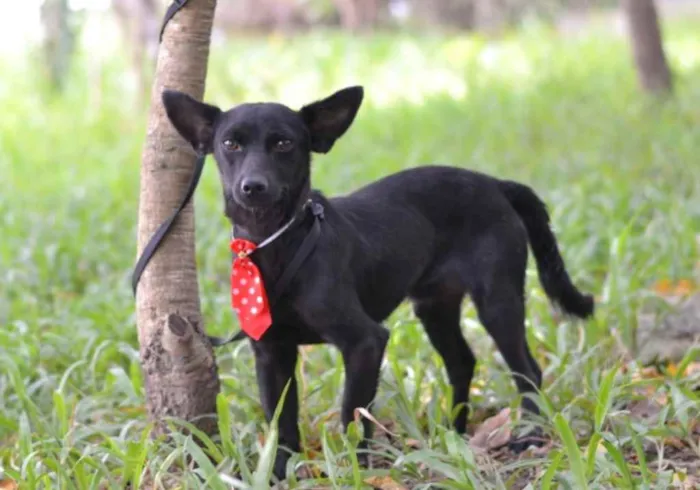 Cachorro ra a srd idade 1 ano nome SPAR
