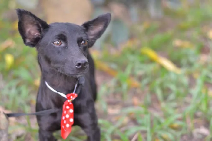 Cachorro ra a srd idade 1 ano nome SPAR