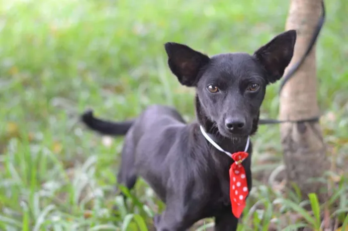 Cachorro ra a srd idade 1 ano nome SPAR