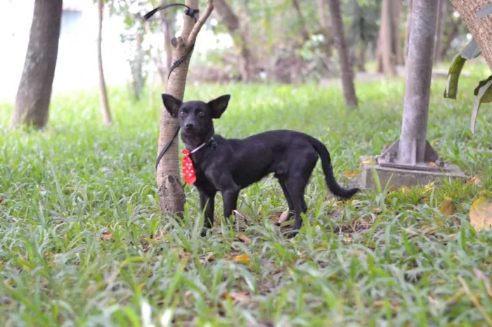 Cachorro ra a srd idade 1 ano nome SPAR