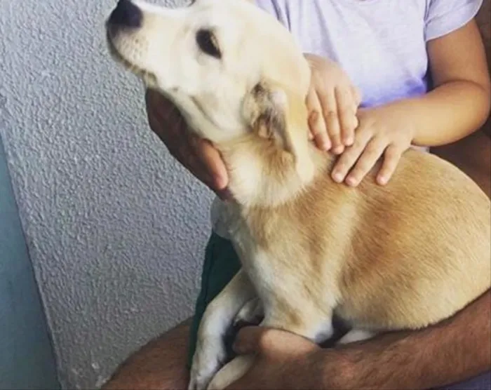 Cachorro raça Vira-lata idade 7 a 11 meses nome Lua