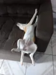 Lua