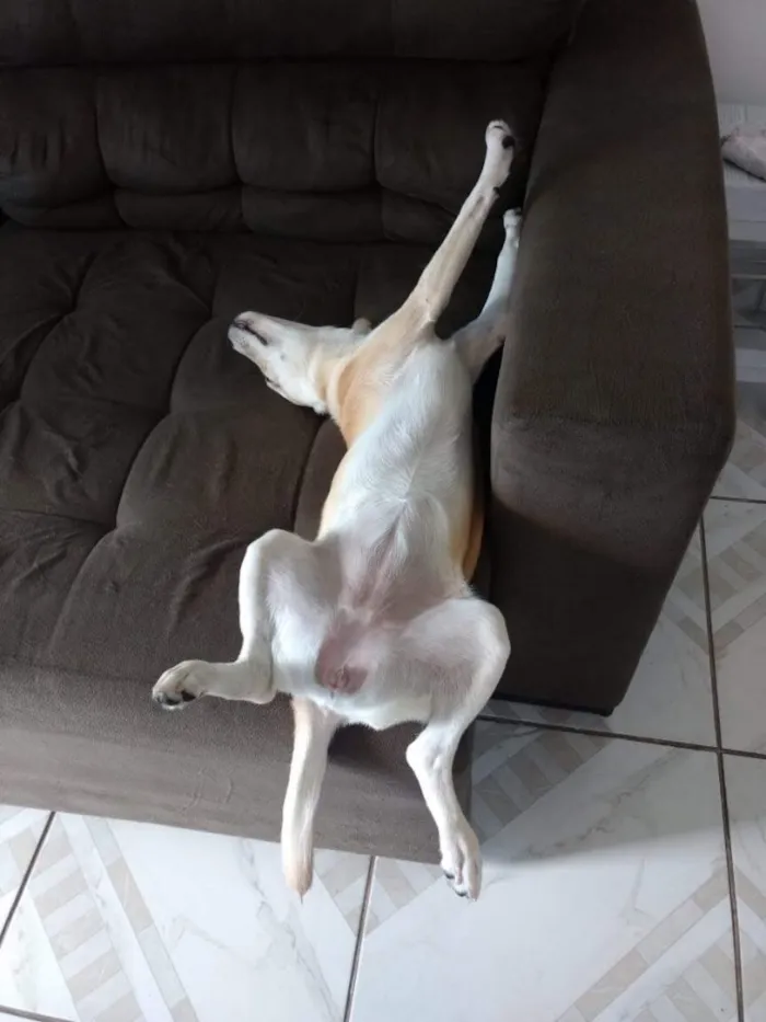 Cachorro raça Vira-lata idade 7 a 11 meses nome Lua