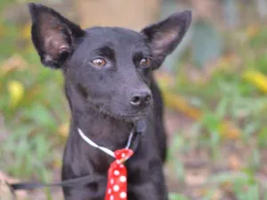 Cachorro raça srd idade 1 ano nome SPAR