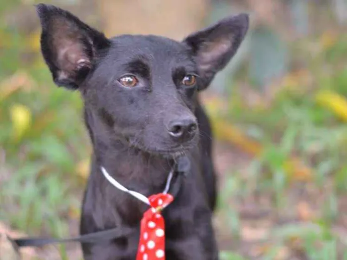 Cachorro ra a srd idade 1 ano nome SPAR