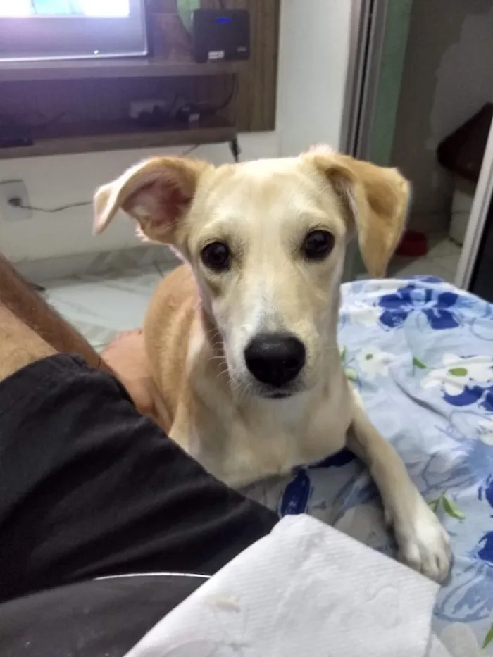 Cachorro raça Vira-lata idade 7 a 11 meses nome Lua
