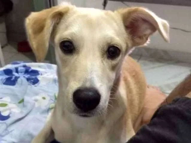 Cachorro raça Vira-lata idade 7 a 11 meses nome Lua