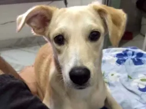 Cachorro raça Vira-lata idade 7 a 11 meses nome Lua