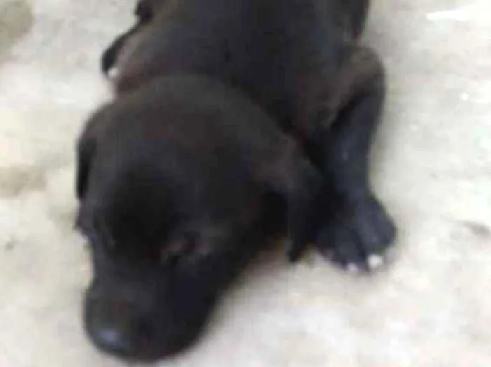 Cachorro ra a Sem raça  idade 2 a 6 meses nome Larissa